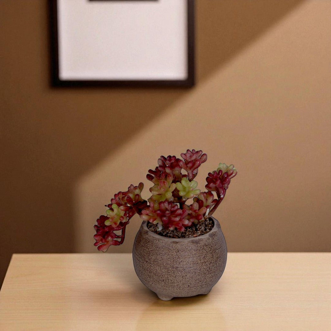 Desert Table Plant