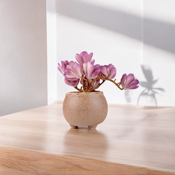 Desert Table Plant 0343-78