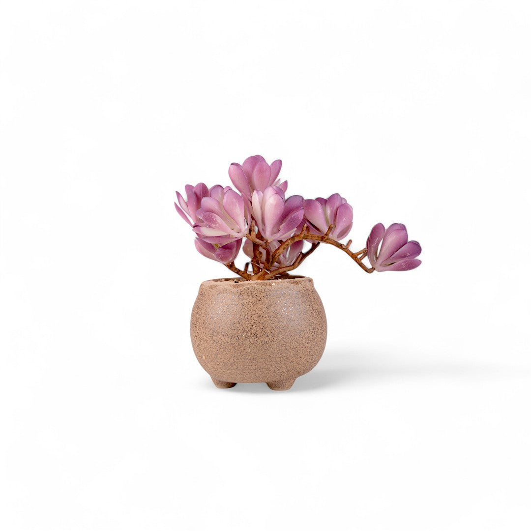 Desert Table Plant 0343-78