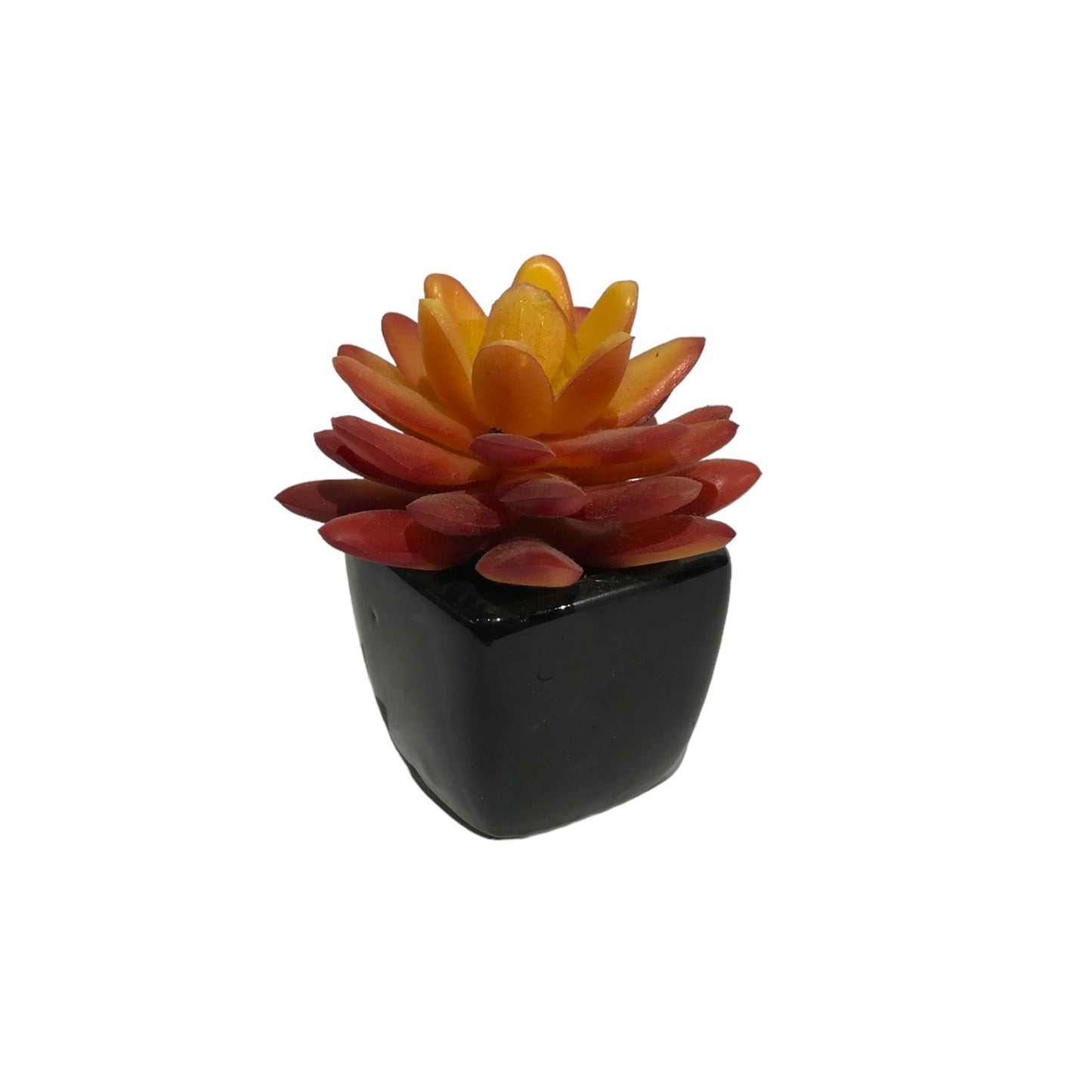 Mini Succulent plant Black