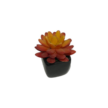 Mini Succulent plant Black