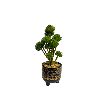 Mini Succulent plant