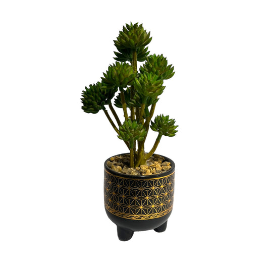 Mini Succulent plant