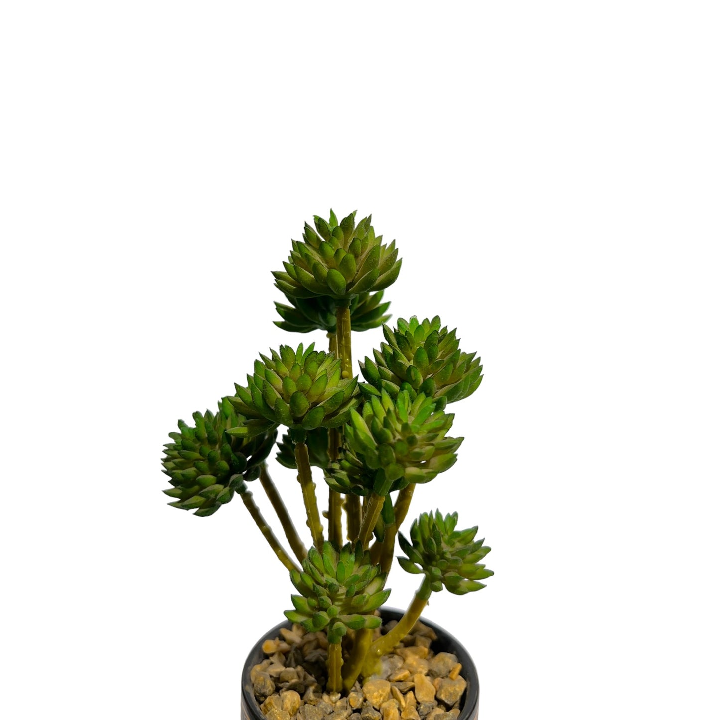 Mini Succulent plant