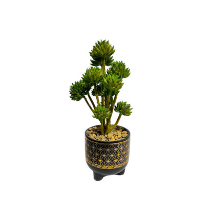 Mini Succulent plant