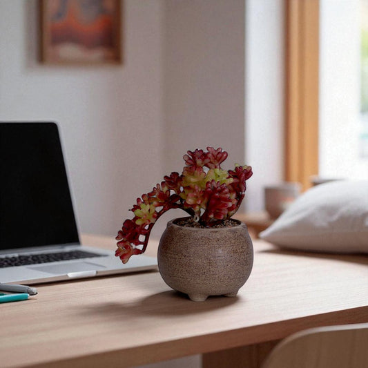 Desert Table Plant