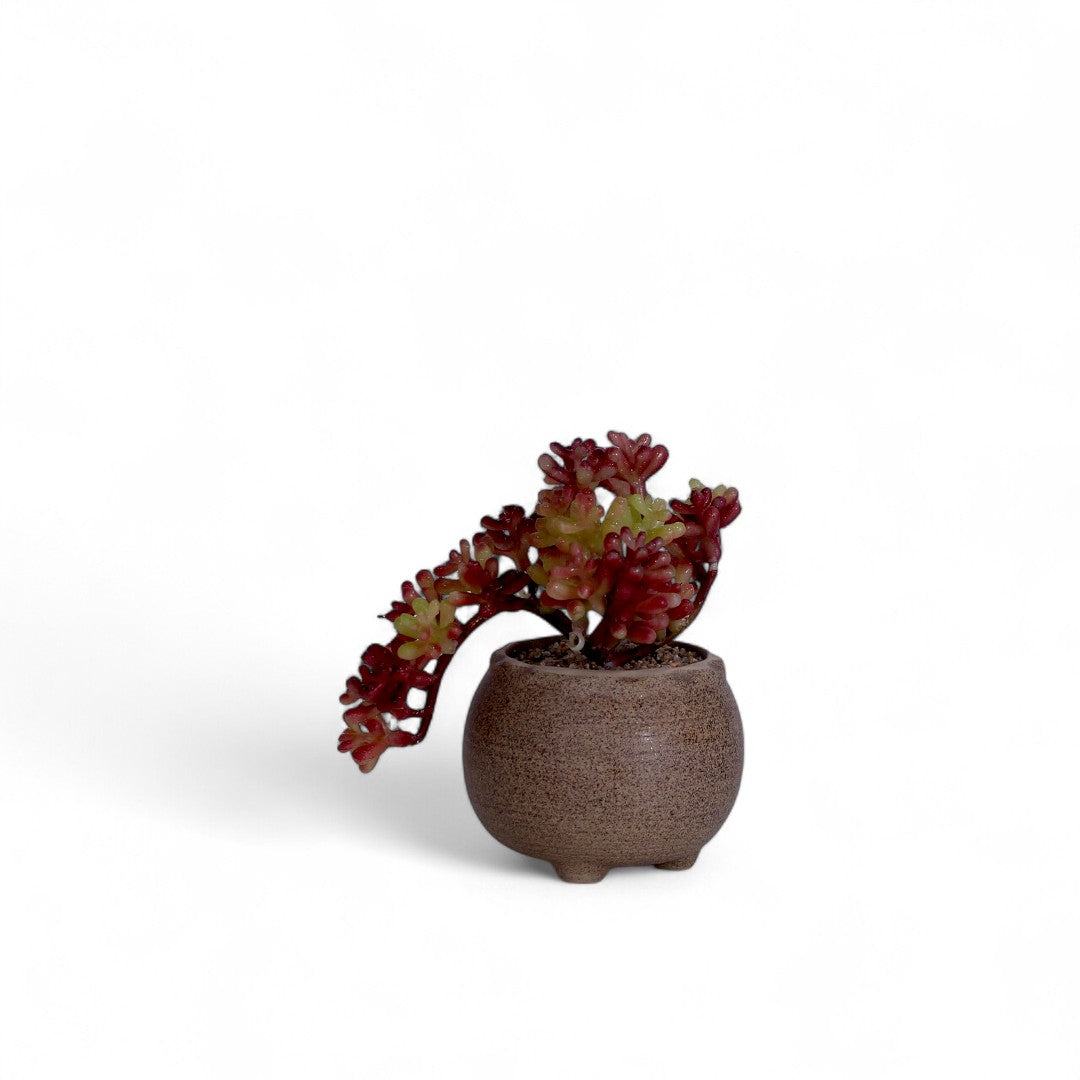 Desert Table Plant